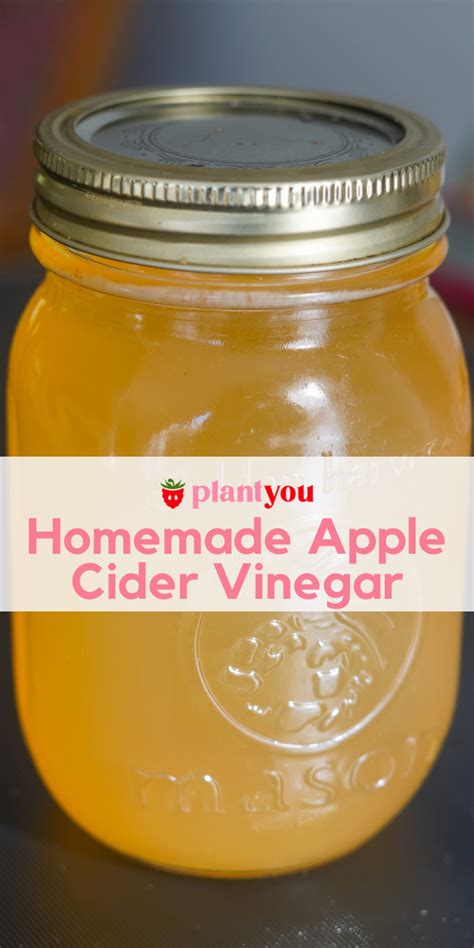 storing homemade apple cider vinegar.